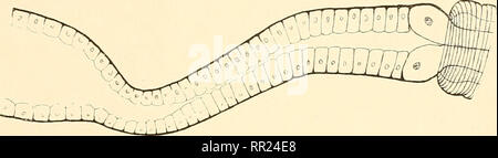 . Agchylostoma conepati Nova Art: parásito del Conepatus suffocans Azara 1801 (Zorrino). Strongylidae; Nematoden; veterinärmedizinische Parasitologie. 17 18. Bitte beachten Sie, dass diese Bilder sind von der gescannten Seite Bilder, die digital für die Lesbarkeit verbessert haben mögen - Färbung und Aussehen dieser Abbildungen können nicht perfekt dem Original ähneln. extrahiert. Solanet, Emilio. Buenos Aires: Imprenta Roma Stockfoto