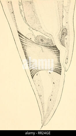 . Agchylostoma conepati Nova Art: parásito del Conepatus suffocans Azara 1801 (Zorrino). Strongylidae; Nematoden; veterinärmedizinische Parasitologie. 10. (E. SuUiuct? 19 U9). Bitte beachten Sie, dass diese Bilder sind von der gescannten Seite Bilder, die digital für die Lesbarkeit verbessert haben mögen - Färbung und Aussehen dieser Abbildungen können nicht perfekt dem Original ähneln. extrahiert. Solanet, Emilio. Buenos Aires: Imprenta Roma Stockfoto