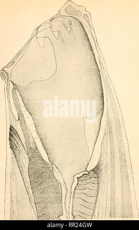 . Agchylostoma conepati Nova Art: parásito del Conepatus suffocans Azara 1801 (Zorrino). Strongylidae; Nematoden; veterinärmedizinische Parasitologie. (E. Sohiiiet - 1909). Bitte beachten Sie, dass diese Bilder sind von der gescannten Seite Bilder, die digital für die Lesbarkeit verbessert haben mögen - Färbung und Aussehen dieser Abbildungen können nicht perfekt dem Original ähneln. extrahiert. Solanet, Emilio. Buenos Aires: Imprenta Roma Stockfoto