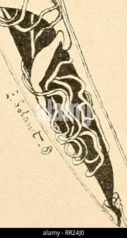 . Agchylostoma conepati Nova Art: parásito del Conepatus suffocans Azara 1801 (Zorrino). Strongylidae; Nematoden; veterinärmedizinische Parasitologie. ^ Ich'. Bitte beachten Sie, dass diese Bilder sind von der gescannten Seite Bilder, die digital für die Lesbarkeit verbessert haben mögen - Färbung und Aussehen dieser Abbildungen können nicht perfekt dem Original ähneln. extrahiert. Solanet, Emilio. Buenos Aires: Imprenta Roma Stockfoto