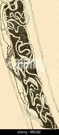 . Agchylostoma conepati Nova Art: parásito del Conepatus suffocans Azara 1801 (Zorrino). Strongylidae; Nematoden; veterinärmedizinische Parasitologie. 1 2 (Tamaño natürlich). Bitte beachten Sie, dass diese Bilder sind von der gescannten Seite Bilder, die digital für die Lesbarkeit verbessert haben mögen - Färbung und Aussehen dieser Abbildungen können nicht perfekt dem Original ähneln. extrahiert. Solanet, Emilio. Buenos Aires: Imprenta Roma Stockfoto