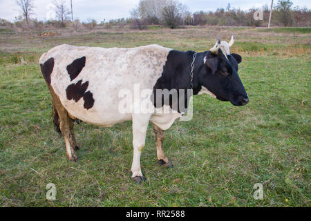 Schwarze und weiße Kühe grasen auf dem grünen Rasen Stockfoto