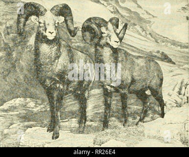 . Abenteuer mit Tieren und Pflanzen. Biologie. &Lt;xv J^^.^^.^^^^^^... J iJ^^ Ssi Abb. 133 Schwarzer Bär, (Nationalparks, Kanada). Abb. 134 Bighorn niotintain Schafe. (American Museum of Natural History). Bitte beachten Sie, dass diese Bilder sind von der gescannten Seite Bilder, die digital für die Lesbarkeit verbessert haben mögen - Färbung und Aussehen dieser Abbildungen können nicht perfekt dem Original ähneln. extrahiert. Kroeber, Elsbeth, 1882 -; Wolff, Walter Harold, 1901 -. Boston: DC Heide Stockfoto