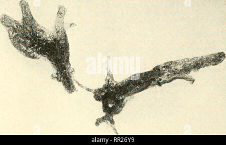 . Abenteuer mit Tieren und Pflanzen. Biologie. Abb. 88 Vorticella ist einer der vwst interessante Der protozoen. Auf der riiii seines offenen nioiith ist CT-Reihe von Zilien. Vorticella wird durch einen Hebel verankert. (HUGH Spencer). 1. Bitte beachten Sie, dass diese Bilder sind von der gescannten Seite Bilder, die digital für die Lesbarkeit verbessert haben mögen - Färbung und Aussehen dieser Abbildungen können nicht perfekt dem Original ähneln. extrahiert. Kroeber, Elsbeth, 1882 -; Wolff, Walter Harold, 1901 -. Boston: DC Heide Stockfoto