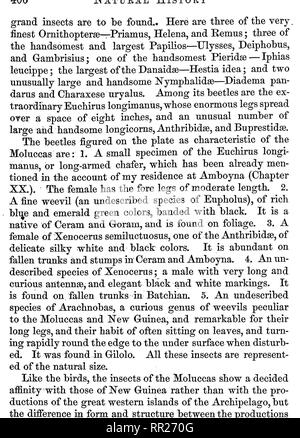 . Die Malaiischen Archipel: das Land der oranguatan, und der Vogel des Paradieses. Eine Erzählung von Reisen, mit Studien von Mensch und Natur. Natural History; Ethnologie. Molukken Käfer.. Bitte beachten Sie, dass diese Bilder sind von der gescannten Seite Bilder, die digital für die Lesbarkeit verbessert haben mögen - Färbung und Aussehen dieser Abbildungen können nicht perfekt dem Original ähneln. extrahiert. Wallace, Alfred Russel, 1823-1913. New York: Harper Stockfoto