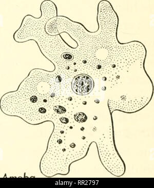 . Abenteuer mit Tieren und Pflanzen. Biologie. Frisches Wasser schwamm^^ Amöben. Abb. 49 Die wirbellose Tiere sind durch die zoologen in mmierous Stämme klassifiziert. Einer Vtem-ber jedes der neun wichtigsten Stämmen oben ist dargestellt. Kennen Sie andere Mitglieder dieser Stämme?. Bitte beachten Sie, dass diese Bilder sind von der gescannten Seite Bilder, die digital für die Lesbarkeit verbessert haben mögen - Färbung und Aussehen dieser Abbildungen können nicht perfekt dem Original ähneln. extrahiert. Kroeber, Elsbeth, 1882 -; Wolff, Walter Harold, 1901 -. Boston: DC Heide Stockfoto