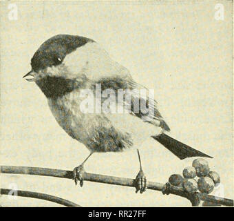 . Abenteuer mit Tieren und Pflanzen. Biologie. J-Abb. 31 Nester der Klippe schlucken. Abb. 30 Chickadee. Bitte beachten Sie, dass diese Bilder sind von der gescannten Seite Bilder, die digital für die Lesbarkeit verbessert haben mögen - Färbung und Aussehen dieser Abbildungen können nicht perfekt dem Original ähneln. extrahiert. Kroeber, Elsbeth, 1882 -; Wolff, Walter Harold, 1901 -. Boston: DC Heide Stockfoto