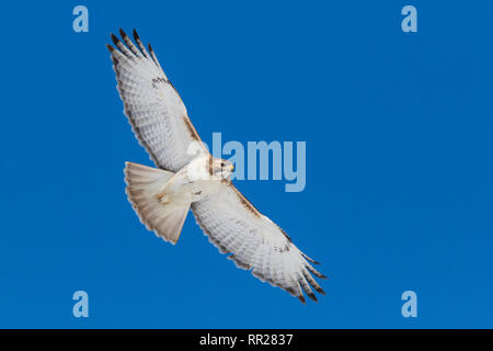 Rot - angebundener Falke im Flug Stockfoto