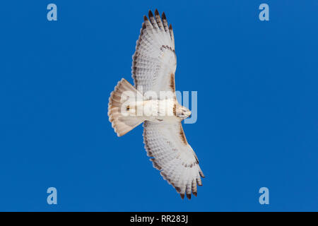 Rot - angebundener Falke im Flug Stockfoto