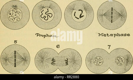 . Erweiterte Biologie. Biologie; Physiologie; Reproduktion. Mitose ODER INDIREKTEN NUKLEAREN DIVISION 61 gleichen Eigenschaften besessen von der ursprünglichen Zelle. Das gleiche Erbe wird durch die Aufteilung eines jeden Chromatin 1 2 3' 4 -. • AxtccplaasG Telopliase Mitose einer tierischen Zelle, Ascaris Eier. Die Stufen im Diagramm mit der Beschreibung im Text gezeigten Folgen. Granulat in zwei Teile, so dass jede Zelle die gleiche Nummer besitzen. Um etwa zu gleichen Teilen bringen, mehrere unterschiedliche Stufen durchlaufen. Dieser Vorgang erfolgt in allen pflanzlichen und tierischen Zellen, aus dem Pro Stockfoto