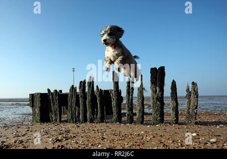 Heacham, Norfolk, Großbritannien. 23 Feb, 2019. Cookie die cockapoo Hund genießt das heiße Wetter, wie Sie geht bei einem Lauf am Strand von Heacham, Norfolk, Großbritannien am 23. Februar 2019. Credit: Paul Marriott/Alamy leben Nachrichten Stockfoto