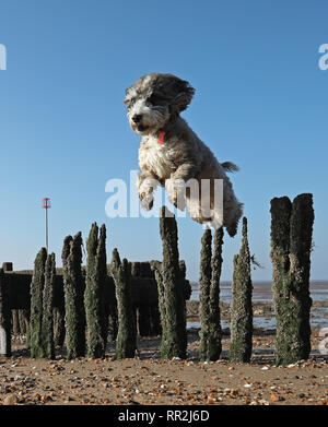 Heacham, Norfolk, Großbritannien. 23 Feb, 2019. Cookie die cockapoo Hund genießt das heiße Wetter, wie Sie geht bei einem Lauf am Strand von Heacham, Norfolk, Großbritannien am 23. Februar 2019. Credit: Paul Marriott/Alamy leben Nachrichten Stockfoto