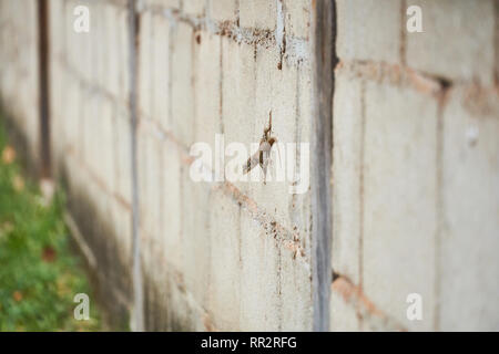 Curly Tailed Lizard. Curly-tailed Lizard (Leiocephalidae) auf Beton Wand in der Rupununi Savanne von Guyana Stockfoto