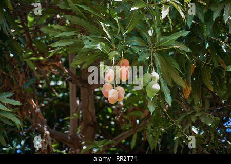 Reife mangos am Baum. Bündel von frischen Mangos hängen vom Baum. Stockfoto