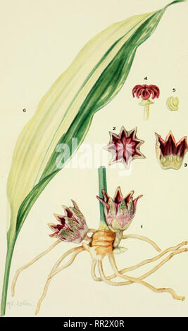 Aspidistra elatior variegata -Fotos und -Bildmaterial in hoher Auflsung   Alamy