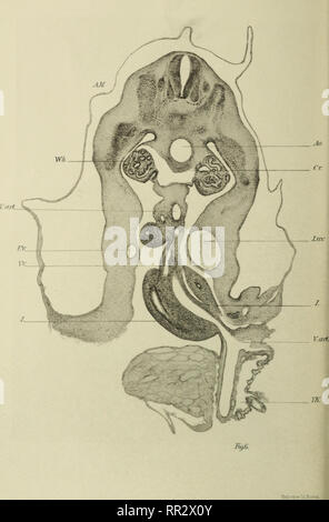 . Weitere Beobachtungen auf die Morphologie der Verdauungstrakt der Katze. . Bitte beachten Sie, dass diese Bilder sind von der gescannten Seite Bilder, die digital für die Lesbarkeit verbessert haben mögen - Färbung und Aussehen dieser Abbildungen können nicht perfekt dem Original ähneln. extrahiert. Dexter, Franklin, 1857-1927. Boston Stockfoto