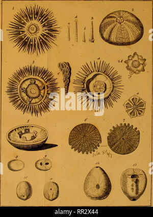 . Additamenta ad Jacob Theodor Klein Naturalem dispositionim lucubratiunculam echinodermatum et de aculeis echinorum marinorum. Klein, Jacob Theodor, 1685-1759. TaiXLBL. Bitte beachten Sie, dass diese Bilder sind von der gescannten Seite Bilder, die digital für die Lesbarkeit verbessert haben mögen - Färbung und Aussehen dieser Abbildungen können nicht perfekt dem Original ähneln. extrahiert. Leske, Nathanael Gottfried, 1751-1786; Klein, Jacob Theodor, 1685-1759. Naturalis dispositio echinodermatum. Lipsiae Stockfoto