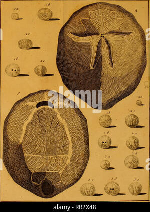 . Additamenta ad Jacob Theodor Klein Naturalem dispositionim lucubratiunculam echinodermatum et de aculeis echinorum marinorum. Klein, Jacob Theodor, 1685-1759. Jab: XLVM.. /^:, Xli/j,. Bitte beachten Sie, dass diese Bilder sind von der gescannten Seite Bilder, die digital für die Lesbarkeit verbessert haben mögen - Färbung und Aussehen dieser Abbildungen können nicht perfekt dem Original ähneln. extrahiert. Leske, Nathanael Gottfried, 1751-1786; Klein, Jacob Theodor, 1685-1759. Naturalis dispositio echinodermatum. Lipsiae Stockfoto