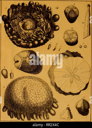 . Additamenta ad Jacob Theodor Klein Naturalem dispositionim lucubratiunculam echinodermatum et de aculeis echinorum marinorum. Klein, Jacob Theodor, 1685-1759. TaJ,: JCLm.. Bitte beachten Sie, dass diese Bilder sind von der gescannten Seite Bilder, die digital für die Lesbarkeit verbessert haben mögen - Färbung und Aussehen dieser Abbildungen können nicht perfekt dem Original ähneln. extrahiert. Leske, Nathanael Gottfried, 1751-1786; Klein, Jacob Theodor, 1685-1759. Naturalis dispositio echinodermatum. Lipsiae Stockfoto