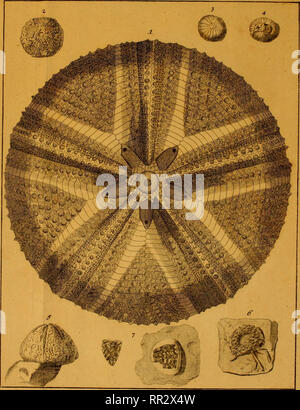 . Additamenta ad Jacob Theodor Klein Naturalem dispositionim lucubratiunculam echinodermatum et de aculeis echinorum marinorum. Klein, Jacob Theodor, 1685-1759. Tah.^ WFL.. I Bitte beachten Sie, dass diese Bilder sind von der gescannten Seite Bilder, die digital für die Lesbarkeit verbessert haben mögen - Färbung und Aussehen dieser Abbildungen können nicht perfekt dem Original ähneln. extrahiert. Leske, Nathanael Gottfried, 1751-1786; Klein, Jacob Theodor, 1685-1759. Naturalis dispositio echinodermatum. Lipsiae Stockfoto