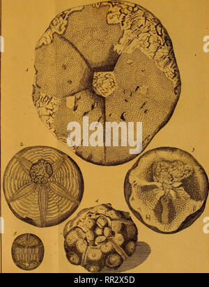 . Additamenta ad Jacob Theodor Klein Naturalem dispositionim lucubratiunculam echinodermatum et de aculeis echinorum marinorum. Klein, Jacob Theodor, 1685-1759. Tafc. XLI,. Bitte beachten Sie, dass diese Bilder sind von der gescannten Seite Bilder, die digital für die Lesbarkeit verbessert haben mögen - Färbung und Aussehen dieser Abbildungen können nicht perfekt dem Original ähneln. extrahiert. Leske, Nathanael Gottfried, 1751-1786; Klein, Jacob Theodor, 1685-1759. Naturalis dispositio echinodermatum. Lipsiae Stockfoto