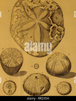 . Additamenta ad Jacob Theodor Klein Naturalem dispositionim lucubratiunculam echinodermatum et de aculeis echinorum marinorum. Klein, Jacob Theodor, 1685-1759. TabXL. -. Jprn -. Bitte beachten Sie, dass diese Bilder sind von der gescannten Seite Bilder, die digital für die Lesbarkeit verbessert haben mögen - Färbung und Aussehen dieser Abbildungen können nicht perfekt dem Original ähneln. extrahiert. Leske, Nathanael Gottfried, 1751-1786; Klein, Jacob Theodor, 1685-1759. Naturalis dispositio echinodermatum. Lipsiae Stockfoto