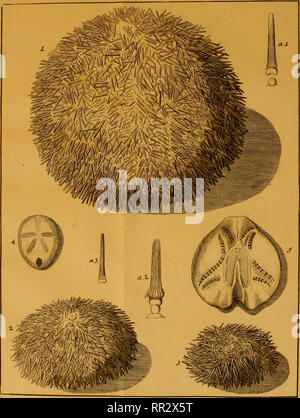 . Additamenta ad Jacob Theodor Klein Naturalem dispositionim lucubratiunculam echinodermatum et de aculeis echinorum marinorum. Klein, Jacob Theodor, 1685-1759. Tai. YXXm. ^^/&gt; "^v. Bitte beachten Sie, dass diese Bilder sind von der gescannten Seite Bilder, die digital für die Lesbarkeit verbessert haben mögen - Färbung und Aussehen dieser Abbildungen können nicht perfekt dem Original ähneln. extrahiert. Leske, Nathanael Gottfried, 1751-1786; Klein, Jacob Theodor, 1685-1759. Naturalis dispositio echinodermatum. Lipsiae Stockfoto