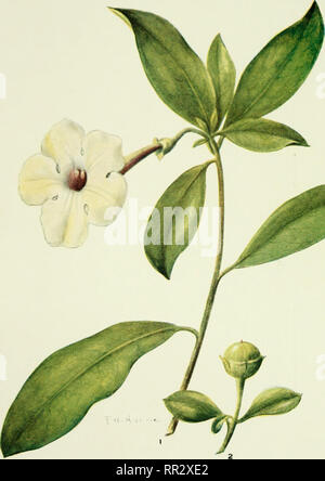 . Addisonia: farbige Abbildungen und Beschreibungen der Pflanzen. Pflanzen, Pflanzen -- United States; Pflanzen. Platte 546 ADDISONIA. ^^BRUNFELSIA AMERICANA. Bitte beachten Sie, dass diese Bilder sind von der gescannten Seite Bilder, die digital für die Lesbarkeit verbessert haben mögen - Färbung und Aussehen dieser Abbildungen können nicht perfekt dem Original ähneln. extrahiert. New York Botanical Garden. New York: New York Botanical Garden Stockfoto