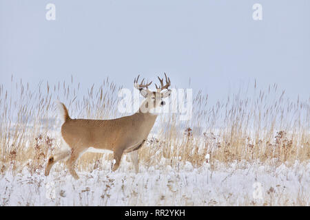 Whitetail Deer buck in einer verschneiten Landschaft während des mittleren Westenszustand Hirsch Jagd Stockfoto