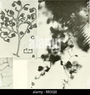 . Die actinomyceten. Actinomycetales. . Bitte beachten Sie, dass diese Bilder sind von der gescannten Seite Bilder, die digital für die Lesbarkeit verbessert haben mögen - Färbung und Aussehen dieser Abbildungen können nicht perfekt dem Original ähneln. extrahiert. Waksman, Selman A. (Selman Abraham), 1888-1973. Baltimore, Williams & Amp; Wilkins Stockfoto