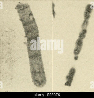 . Die actinomyceten: ihrer Art, auftreten, Aktivitäten und Bedeutung. Aktinomyceten; Actinomycetales. Im. Bitte beachten Sie, dass diese Bilder sind von der gescannten Seite Bilder, die digital für die Lesbarkeit verbessert haben mögen - Färbung und Aussehen dieser Abbildungen können nicht perfekt dem Original ähneln. extrahiert. Waksman, Selman A. (Selman Abraham), 1888-1973. Waltham, Mass., Chronica Botanica Co. Stockfoto