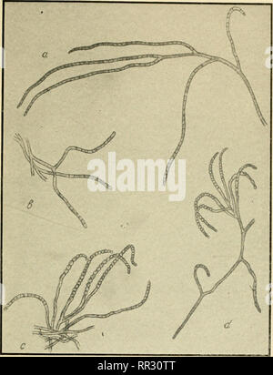 . Die actinomyceten: ihrer Art, auftreten, Aktivitäten und Bedeutung. Aktinomyceten; Actinomycetales. Abb. 9.- sporulation von geraden Antenne Hyphen von Arten von Streptomyces Qroni Krassilnikov, 234). Bitte beachten Sie, dass diese Bilder sind von der gescannten Seite Bilder, die digital für die Lesbarkeit verbessert haben mögen - Färbung und Aussehen dieser Abbildungen können nicht perfekt dem Original ähneln. extrahiert. Waksman, Selman A. (Selman Abraham), 1888-1973. Waltham, Mass., Chronica Botanica Co. Stockfoto