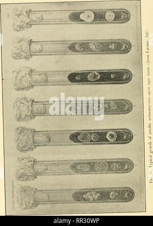 . Die actinomyceten: ihrer Art, auftreten, Aktivitäten und Bedeutung. Aktinomyceten; Actinomycetales. . Bitte beachten Sie, dass diese Bilder sind von der gescannten Seite Bilder, die digital für die Lesbarkeit verbessert haben mögen - Färbung und Aussehen dieser Abbildungen können nicht perfekt dem Original ähneln. extrahiert. Waksman, Selman A. (Selman Abraham), 1888-1973. Waltham, Mass., Chronica Botanica Co. Stockfoto