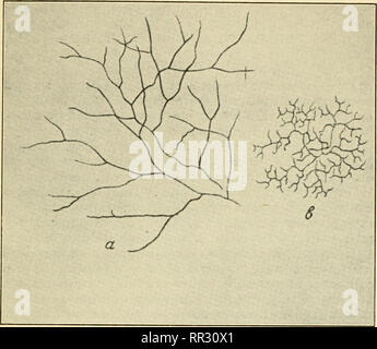 . Die actinomyceten: ihrer Art, auftreten, Aktivitäten und Bedeutung. Aktinomyceten; Actinomycetales. Kapitel I 11 - Taxonomie Zinn Verflüssigung, oder auf deren Morphologie, vor allem die Art und Weise der Sporenbildung. Buchanan (52) vorgeschlagen, die actinomyceten in der Reihenfolge, in der Tat bin oviycetales Actinoniycetaceae mit einer einzigen Familie. Letztere wurde in vier Gattungen, Actinohacilhts, Leptotrichia, Actinomyceten aufgeteilt und Nocardia. Später (53), in den frühen Ausgaben von Bergey's Manual, die Actinoinycetales waren Di'idcd in zwei Familien, die mit den Gattungen ActiiinhaciUus Actinoniycetaceae, Leptotric Stockfoto