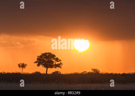 Sonnenuntergang über der Savanne Masai Mara. Kenia, Afrika Stockfoto