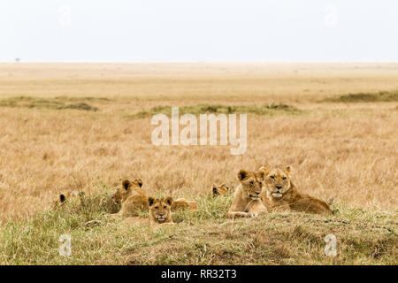 Ein kleiner Löwe stolz ruht in der Savanne. Kenia, Afrika Stockfoto