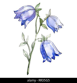 Blaue Campanula floral botanischen Blume. Aquarell Hintergrund Abbildung. Isolierte Blüten Illustration Element. Stockfoto