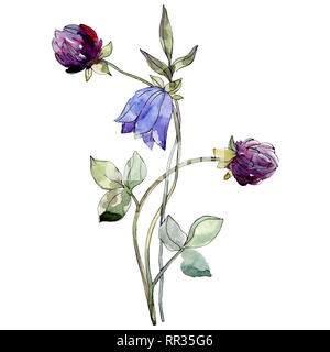 Blaue Campanula und Lila clover botanischer Blume. Aquarell Hintergrund gesetzt. Isolierte Blüten Illustration Element. Stockfoto