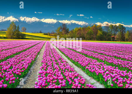 Spektakuläre Natur und Landschaft Konzept. Schöne rosa Tulpenfelder und gelben Rapsfeldern mit hohen schneebedeckten Berge im Hintergrund, Siebenbürgen Stockfoto