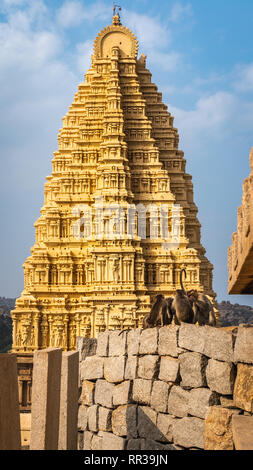 Affen Gruppe Virupaksha Tempel in hampi karnakata Indien Stockfoto