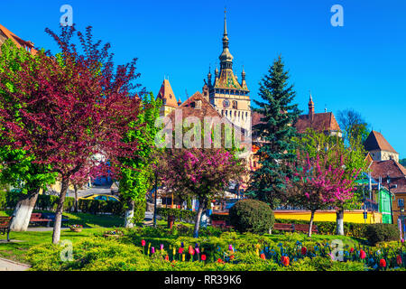 Wunderschöne ornamentale City Park mit bunten frischen Tulpen und Frühling blühende Bäume im mittelalterlichen Stadtzentrum, Sighisoara, Siebenbürgen, Rumänien, Europ. Stockfoto