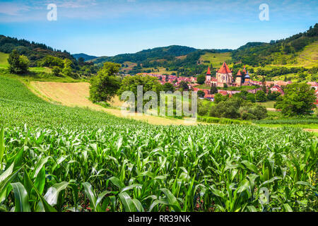 Fantastische touristische Destination. Grüne mais Plantage, Maisfeld auf landwirtschaftlichen Flächen und die berühmte sächsische Wehrkirche mit Siebenbürgischen Dorf, Stockfoto