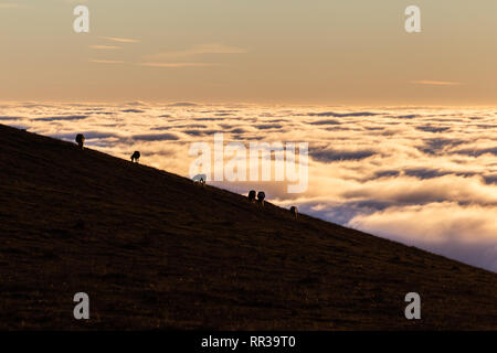 Pferde Silhouetten auf einem Berg über dem Hochnebel bei Sonnenuntergang, mit schönen warmen Farben Stockfoto