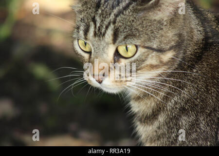 Isolierte Closeup Portrait eines weiblichen tabby Katze draußen mit unscharfen Hintergrund heraus Stockfoto