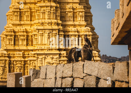 Affen Gruppe in Virupaksha Tempel in hampi karnakata Indien Stockfoto