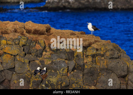 Möwe, Halbinsel Snaefellsnes, Western Island, Island, Europa Stockfoto