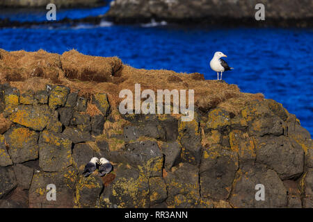 Möwe, Halbinsel Snaefellsnes, Western Island, Island, Europa Stockfoto