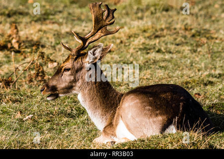 Damwild Hirsch sitzend an Knole Park, Kent, Großbritannien Stockfoto