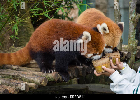 Bogor, Indonesien - Dezember 22, 2018: Zwei rote Pandas aus Bogor Safari Park, die speziell aus China gebracht werden, genießen das Essen von v Stockfoto