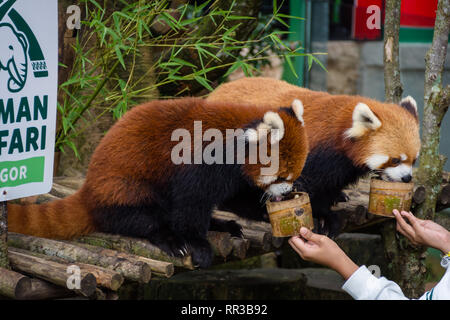 Bogor, Indonesien - Dezember 22, 2018: Zwei rote Pandas aus Bogor Safari Park, die speziell aus China gebracht werden, genießen das Essen von v Stockfoto